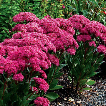 Sedum Seeds – Showy Stonecrop