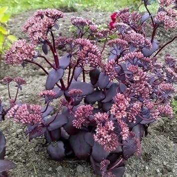 Sedum Seeds – Pink Telephium – Wildflower