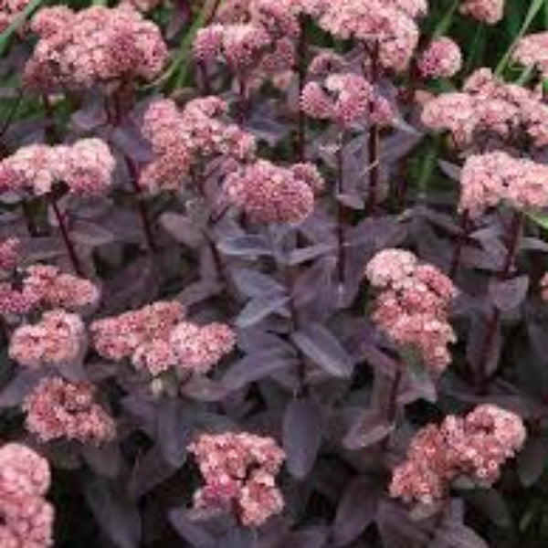 Sedum Seeds – Pink Telephium – Wildflower