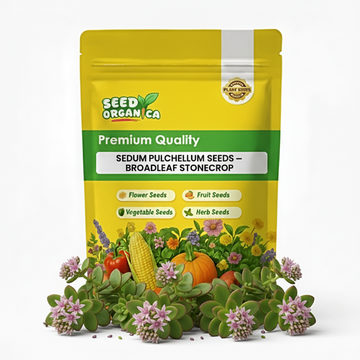 Sedum Pulchellum Seeds – Broadleaf Stonecrop