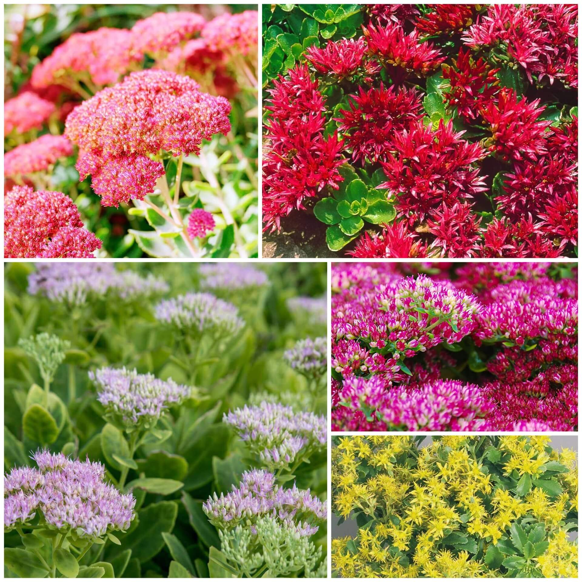 Sedum Seeds | Hardy Succulent Garden Seeds for Planting