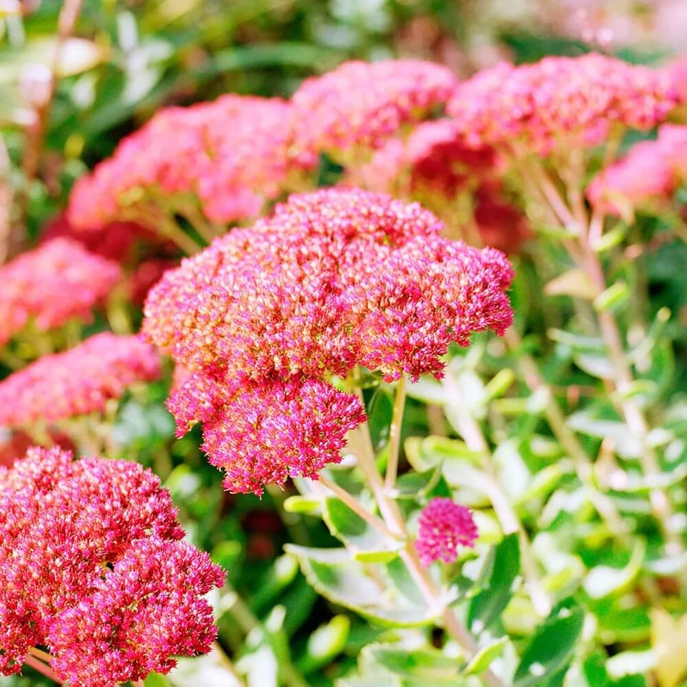 Sedum Seeds - All In One For Home Gardens
