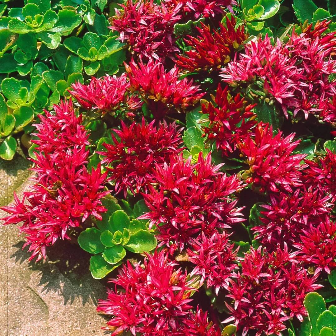 Sedum Seeds - All In One For Home Gardens