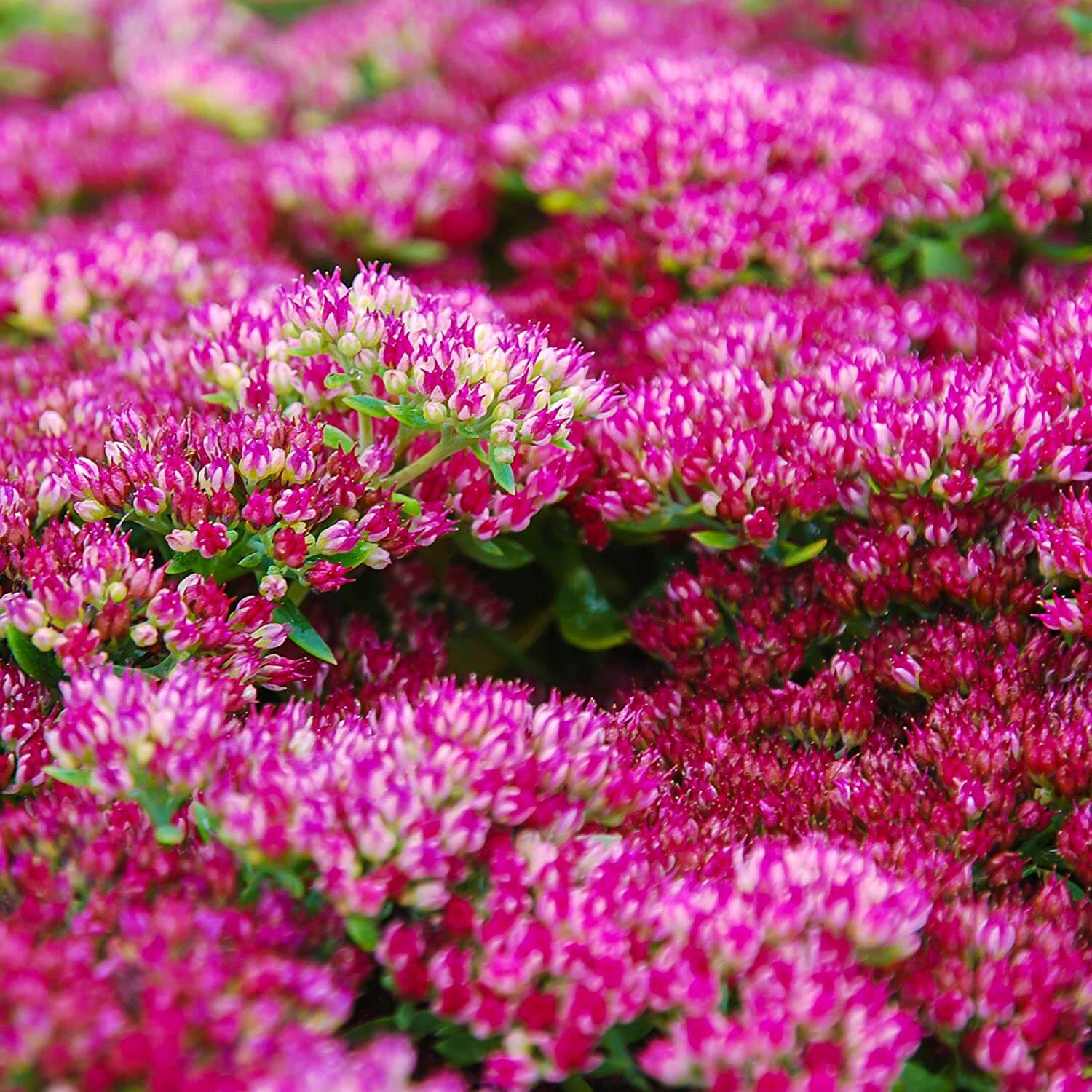 Sedum Seeds - All In One For Home Gardens