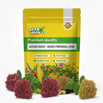 Sedum Seeds – Mixed Perennial Star