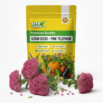Sedum Seeds – Pink Telephium