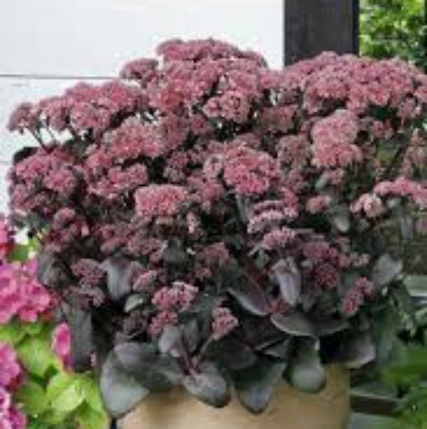 Sedum Seeds – Pink Telephium – Wildflower