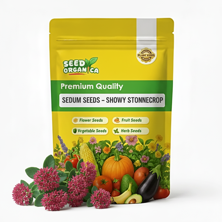 Sedum Seeds – Showy Stonecrop