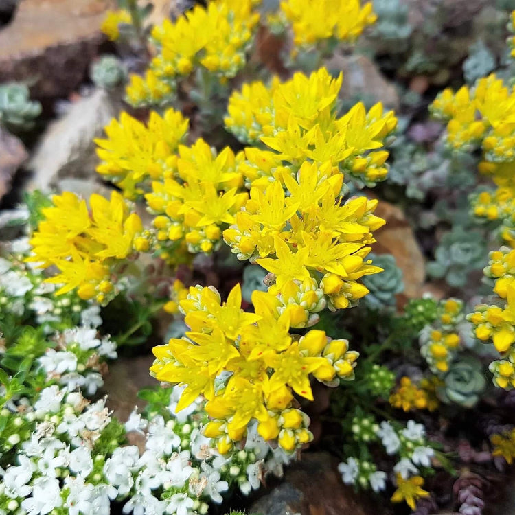 Sedum Seeds – Yellow Oreganum