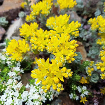 Sedum Seeds – Yellow Oreganum
