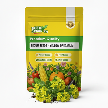 Sedum Seeds – Yellow Oreganum