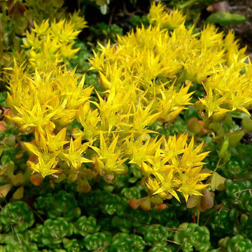Sedum Seeds – Yellow Oreganum