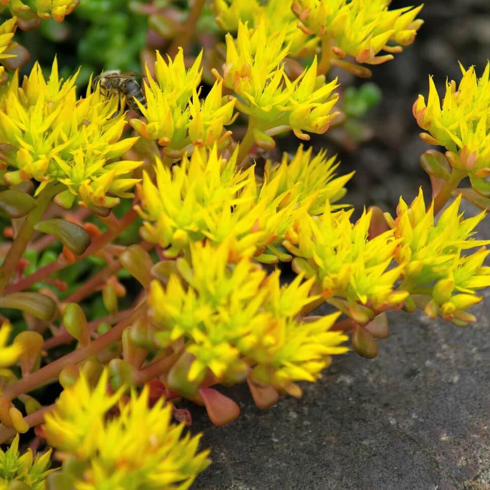 Sedum Seeds – Yellow Oreganum