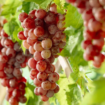 Seedless Grape Seeds