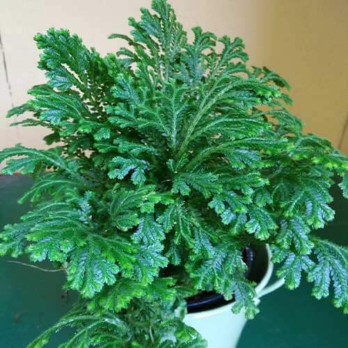 Selaginella Seeds - Flower Plant For Home Gardens