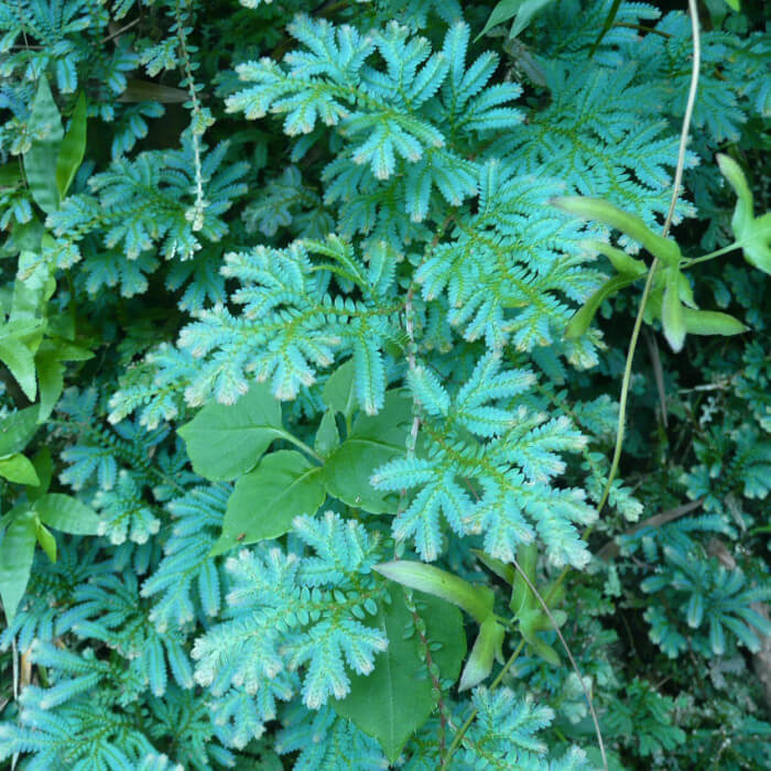Selaginella Seeds - Flower Plant For Home Gardens