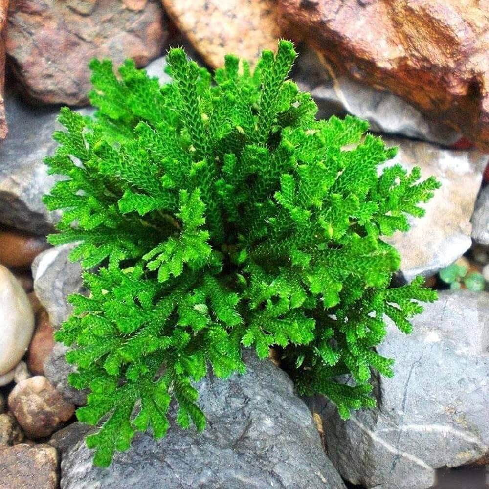 Selaginella Seeds - Flower Plant For Home Gardens