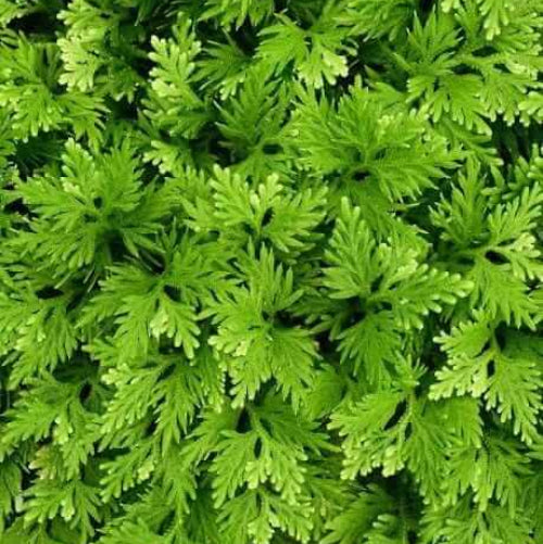 Selaginella Seeds - Flower Plant For Home Gardens