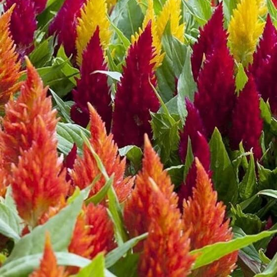 Semilla de Celosia Seeds - Flower Plant