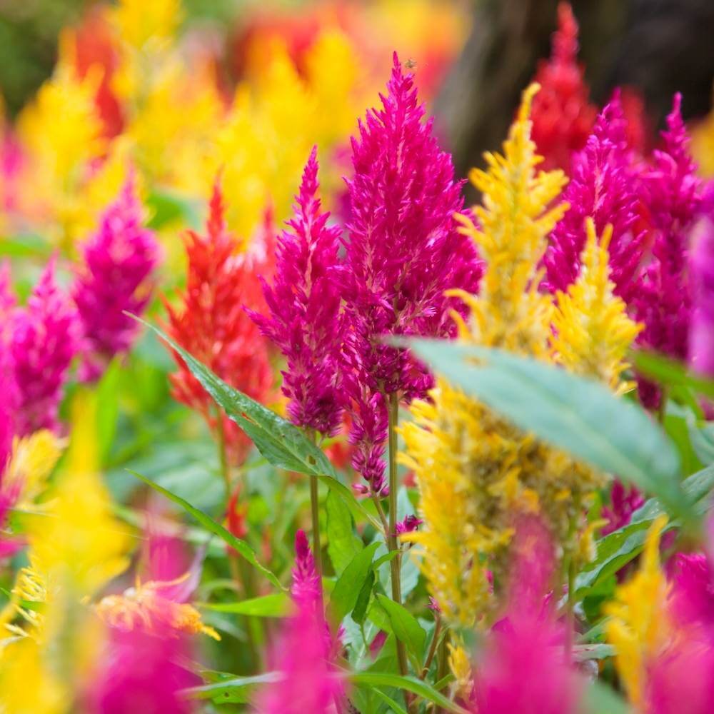 Semilla de Celosia Seeds - Flower Plant