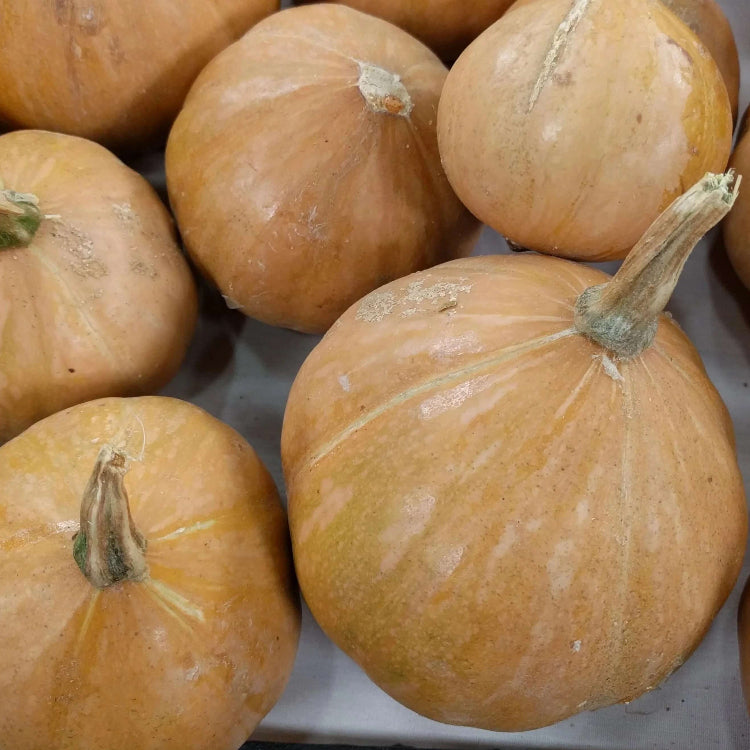 Seminole Pumpkin Seeds