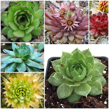 Sempervivum Plant Seeds - All In One For Home Gardens
