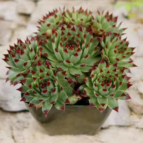 Sempervivum Plant Seeds - Flower Plant