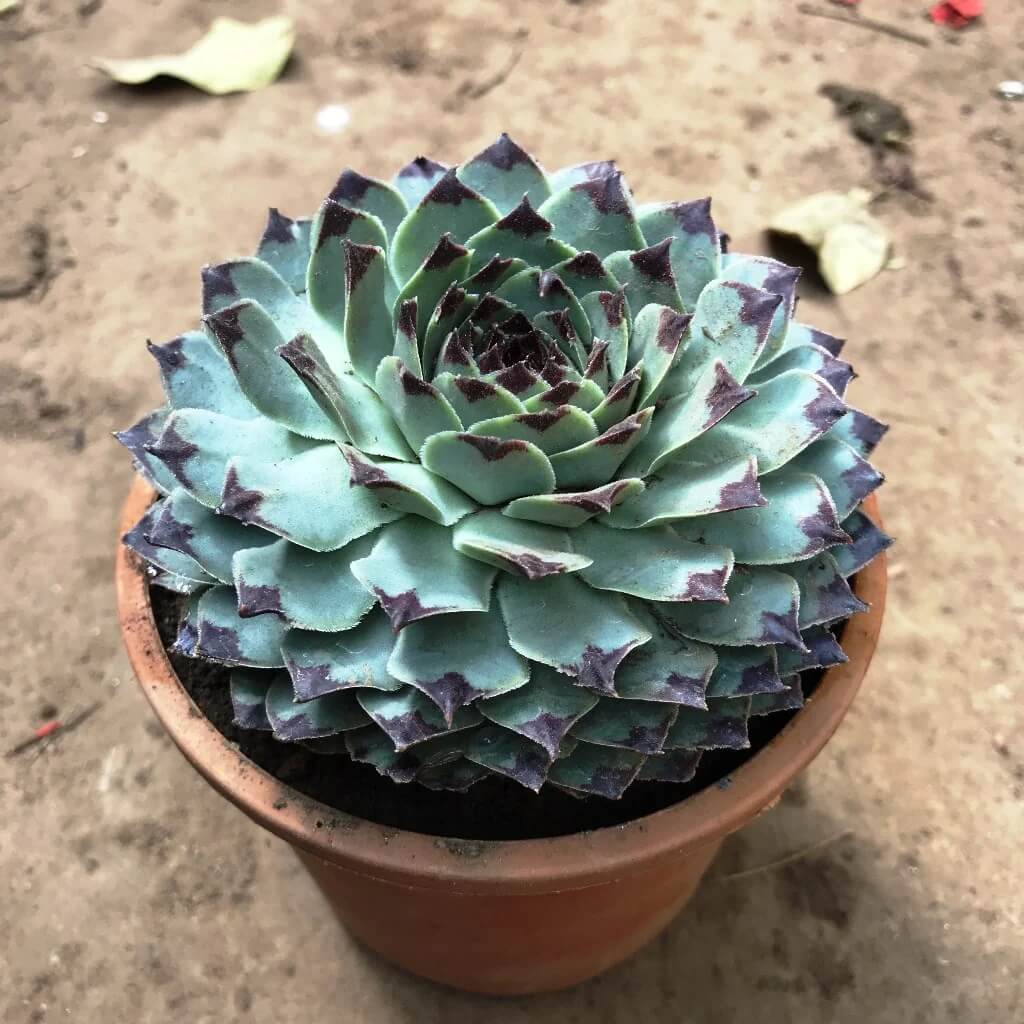 Sempervivum Plant Seeds - Flower Plant