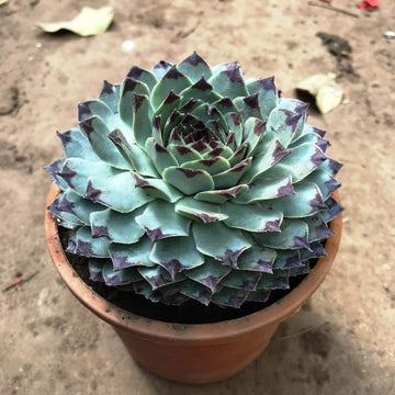 Sempervivum Plant Seeds - Flower Plant