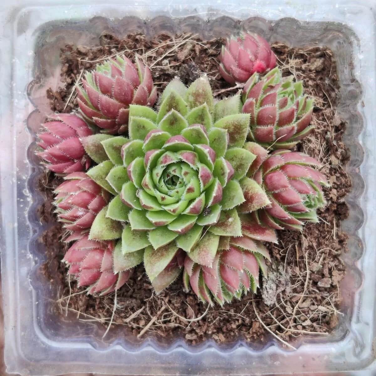 Sempervivum Plant Seeds - Flower Plant