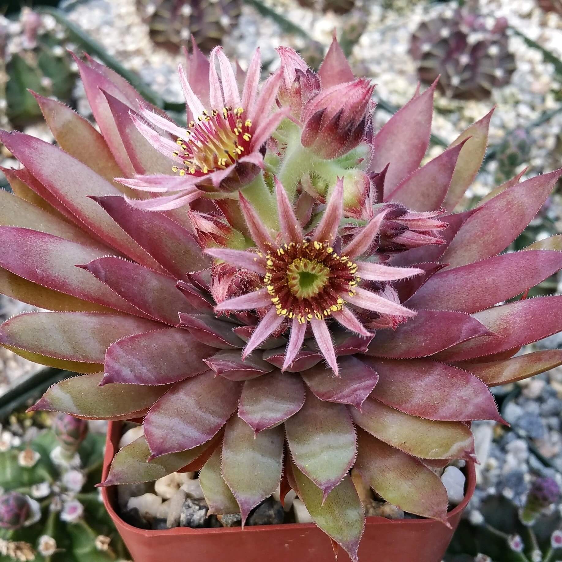 Sempervivum Plant Seeds - Flower Plant