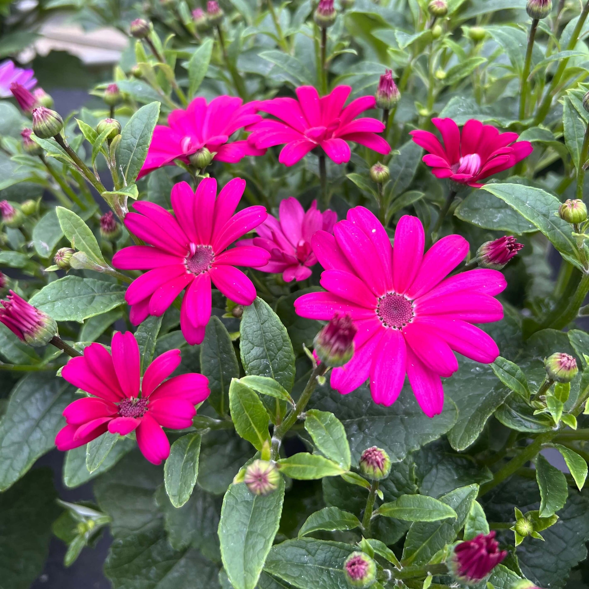 Senetti Pericallis Seeds - Flower Plant For Home Gardens