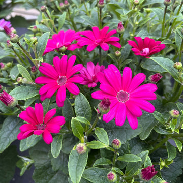 Senetti Pericallis Seeds - Flower Plant For Home Gardens
