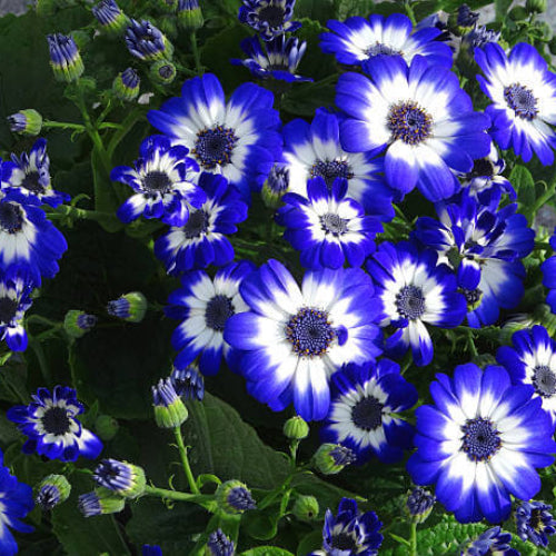 Senetti Pericallis Seeds - Flower Plant For Home Gardens