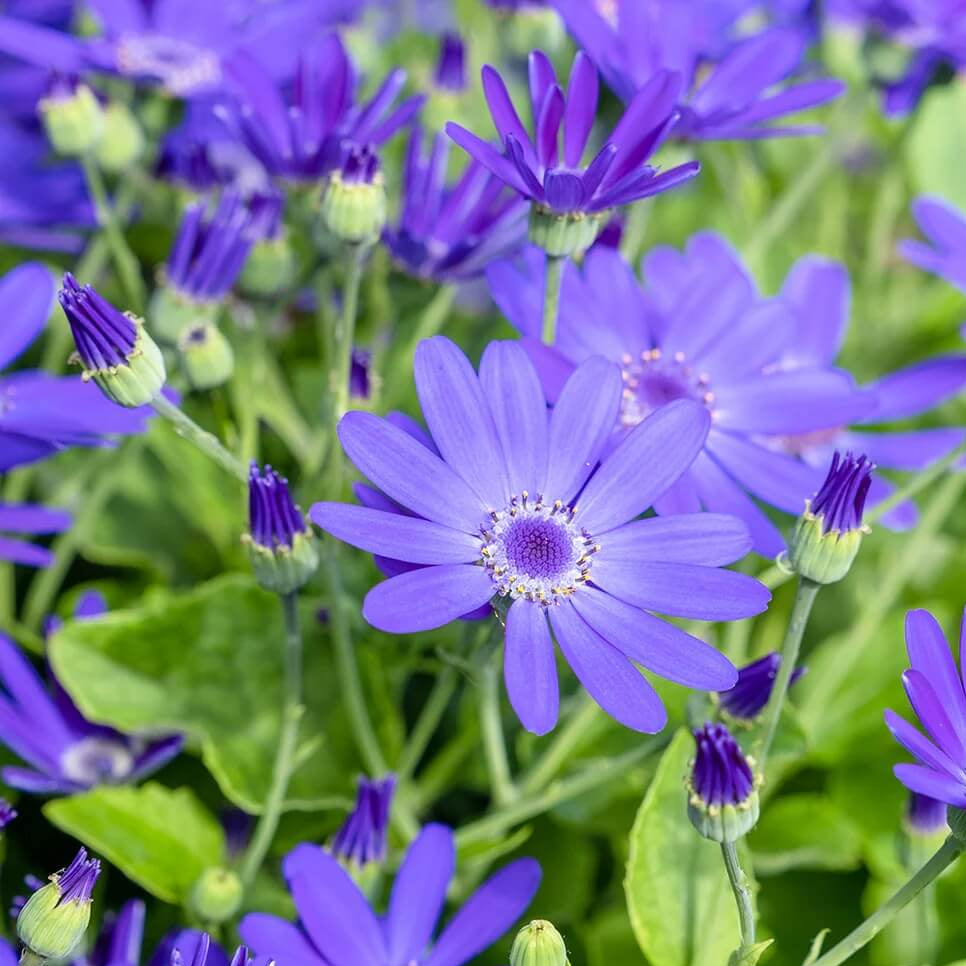 Senetti Pericallis Seeds - Flower Plant For Home Gardens