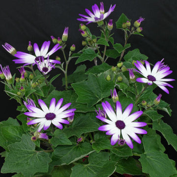 Senetti Pericallis Seeds - Flower Plant For Home Gardens