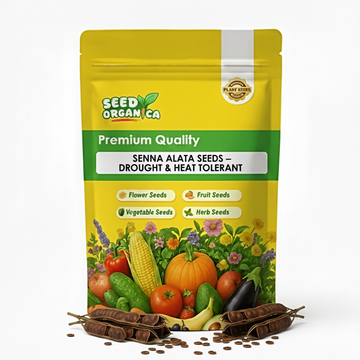 Senna Alata Seeds – Drought & Heat Tolerant