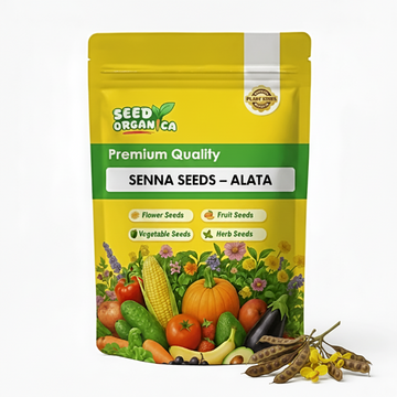 Senna Seeds – Alata