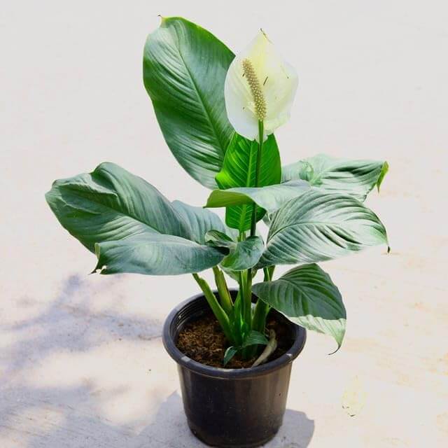Sensation Peace Lily Seeds