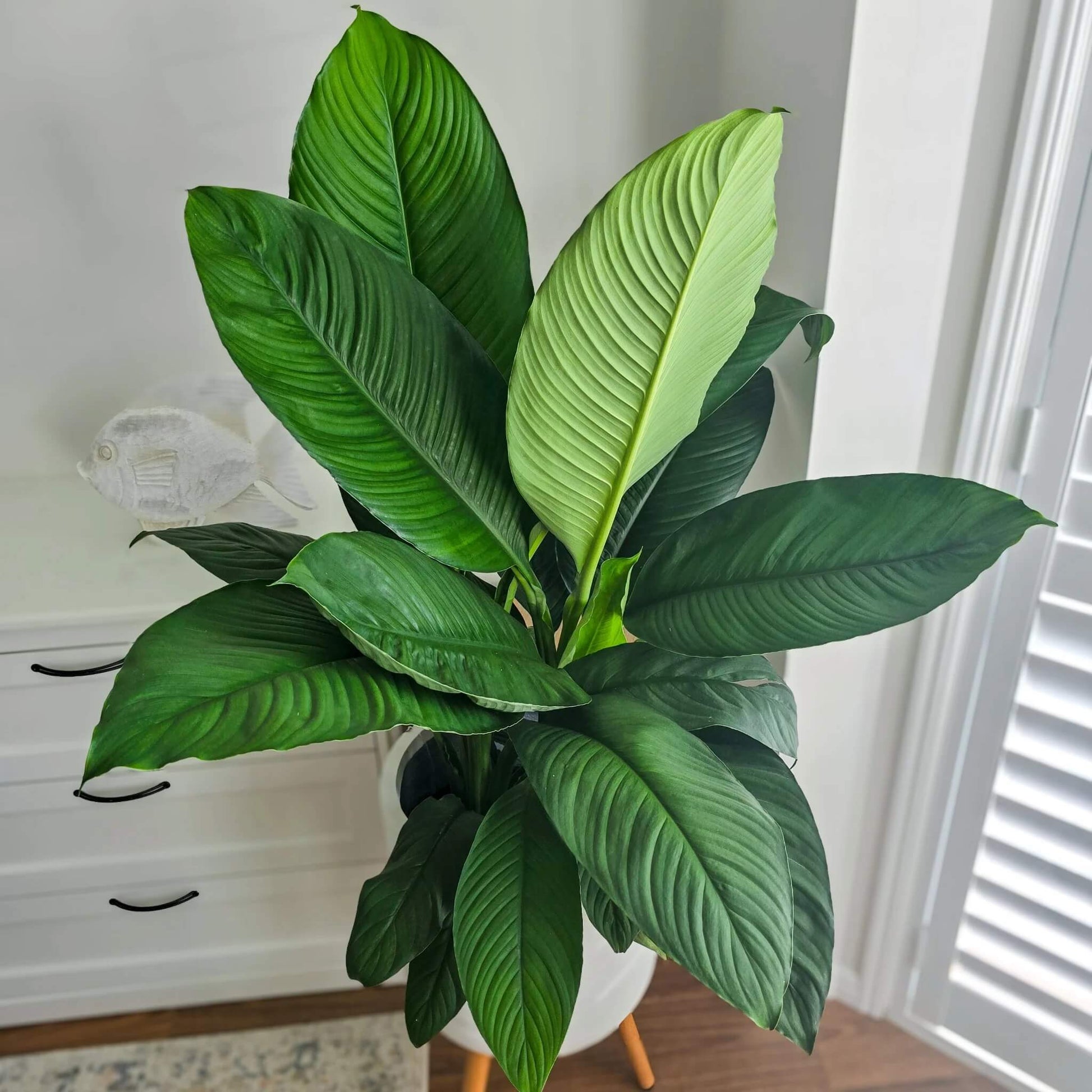 Sensation Peace Lily Seeds