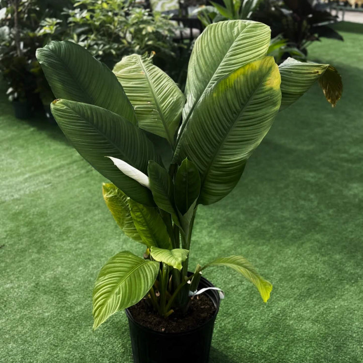 Sensation Peace Lily Seeds
