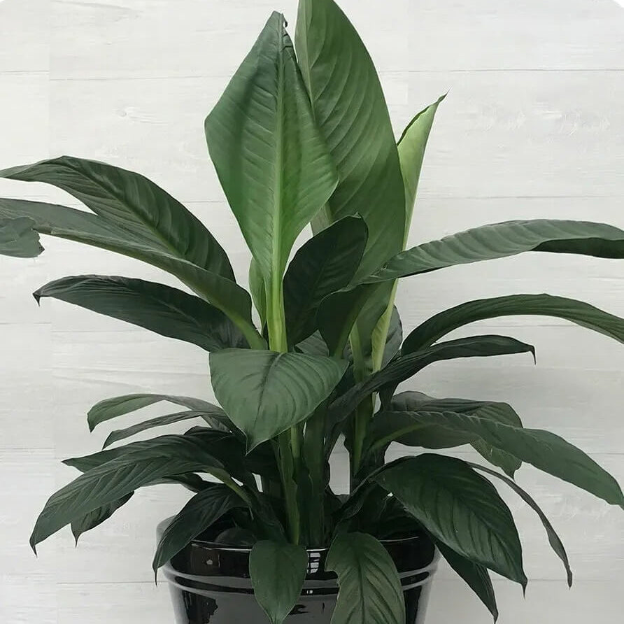 Sensation Peace Lily Seeds