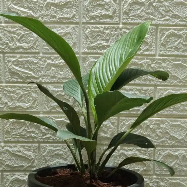 Sensation Peace Lily Seeds