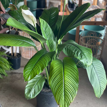 Sensation Peace Lily Seeds