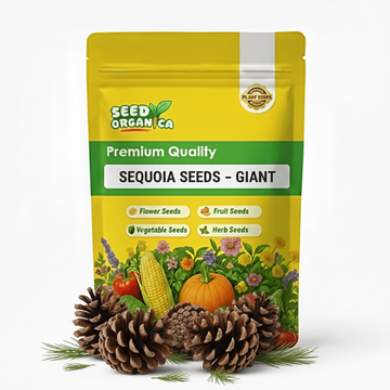 Sequoia Seeds – Giant