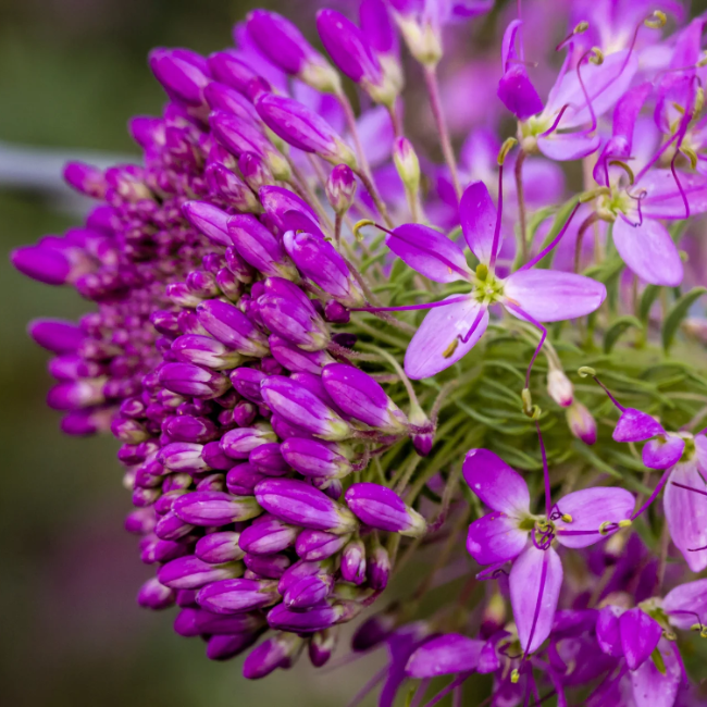 Serrulata Cleome Seeds