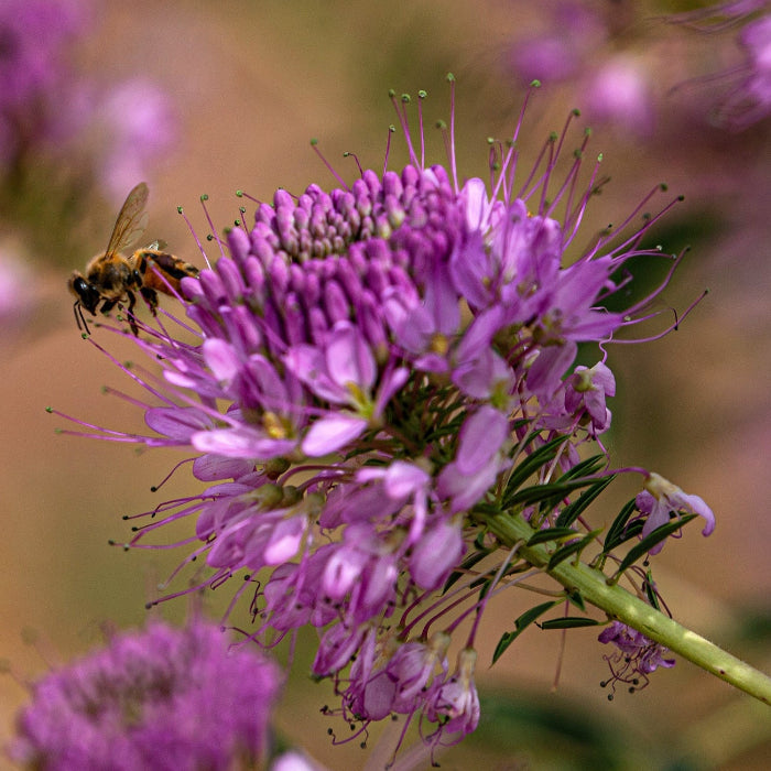 Serrulata Cleome Seeds