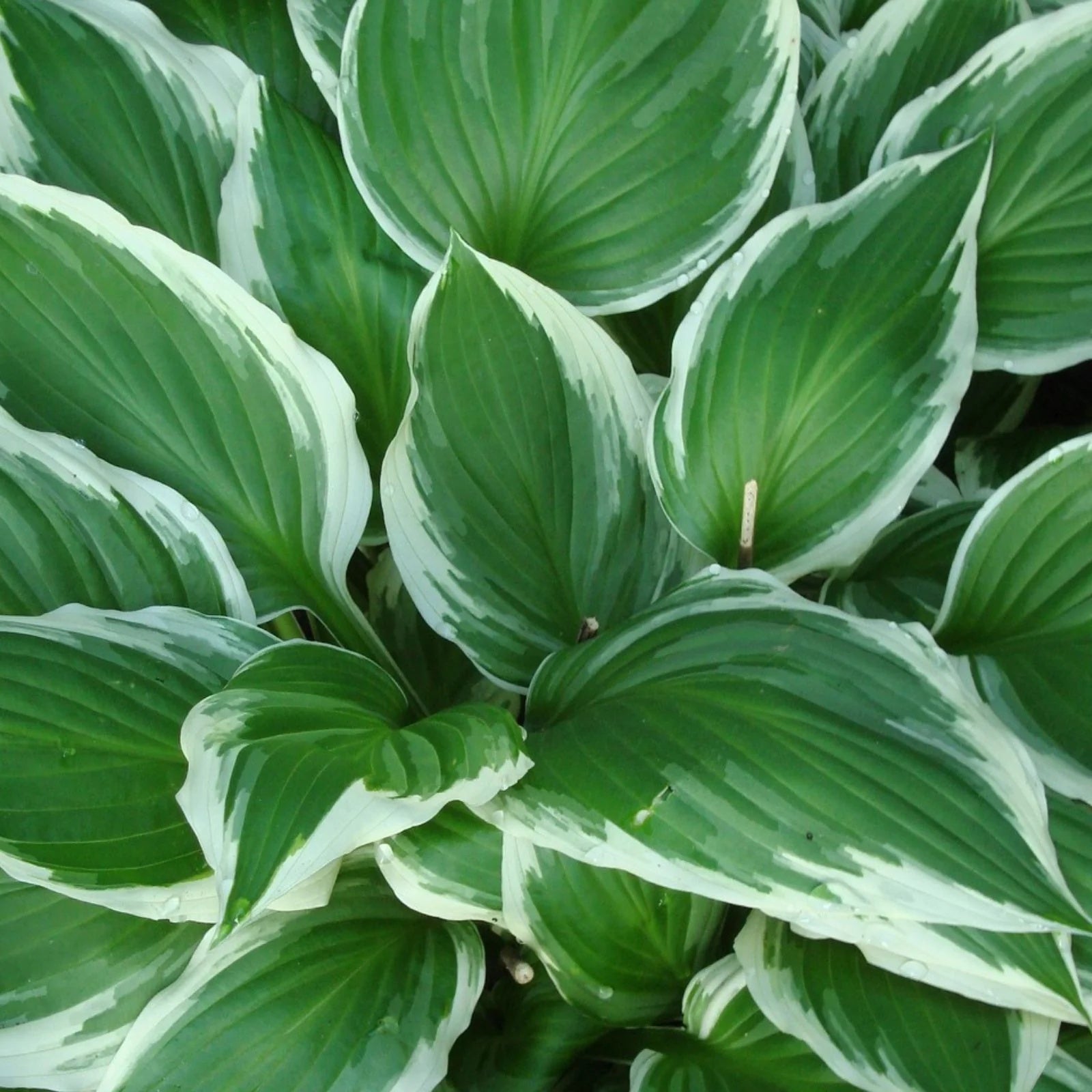 Shade Garden Hosta Seeds - Flower Plant