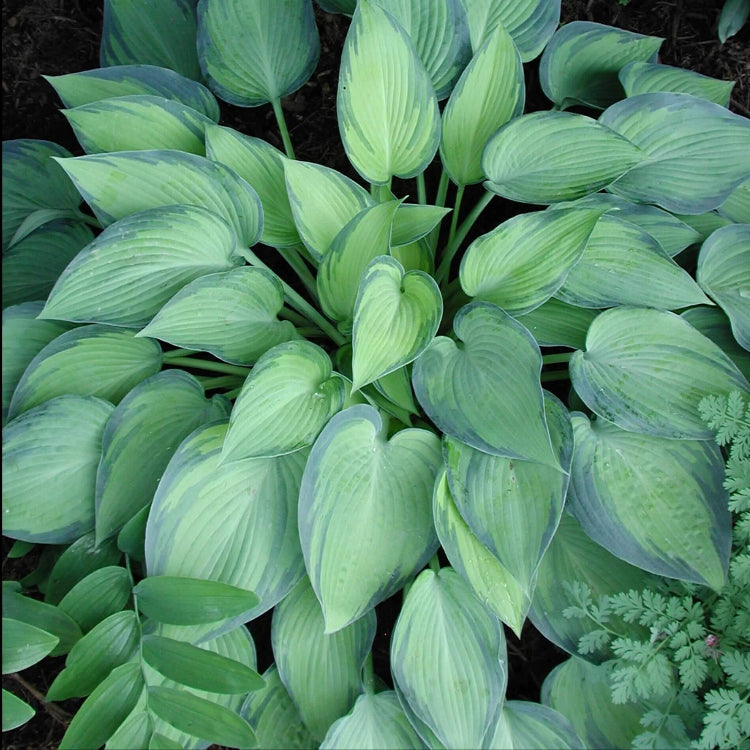 Shade Garden Hosta Seeds - Flower Plant
