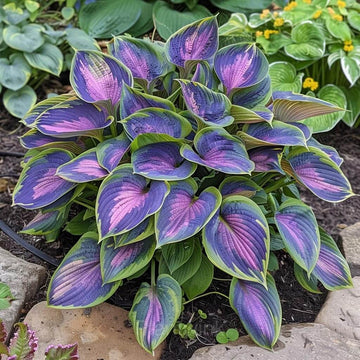 Shade Garden Hosta Seeds - Flower Plant